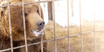 ours brun dans une cage dans une lumière directionnelle chaude. mise au point sélective. péninsule du Kamtchatka photo