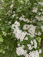 photos d'un beau buisson à fleurs blanches. fond de printemps