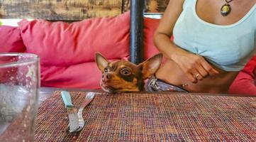 un chien brun affamé attend de la nourriture au restaurant. photo