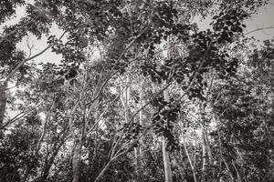 plantes tropicales à la forêt de jungle naturelle playa del carmen mexique. photo