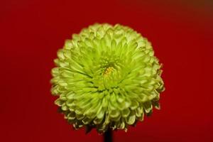 fleur verte fleur gros plan chrysanthème indicum famille compositae fond botanique haute qualité grande taille impression décoration de la maison photo