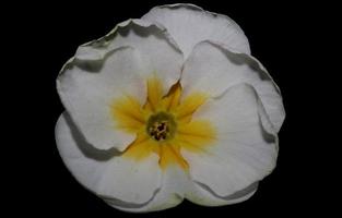fleur blanche fleur gros plan primula famille primulaceae fond moderne haute qualité impression grande taille photo