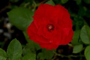 vue ci-dessus de la fleur de rose rouge sur l'arbre. le colcor brûle les yeux. photo