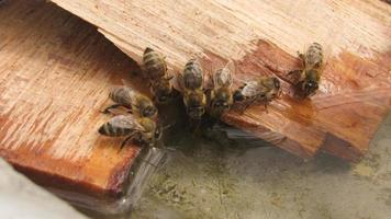 les abeilles boivent de l'eau. temps chaud photo