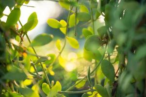 feuilles vertes dep kradum avec la lumière du soleil dans le jardin photo