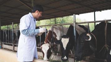 vétérinaire vérifiant son bétail et la qualité du lait dans la ferme laitière. industrie agricole, concept d'agriculture et d'élevage, vache dans une ferme laitière mangeant du foin, étable. photo