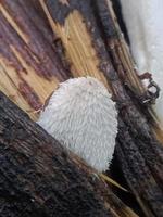 photo de champignons dans une plantation de palmiers à huile