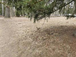 printemps dans le parc pavlovsky neige blanche et arbres froids photo