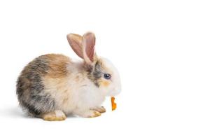petit lapin brun et blanc mangeant des carottes sur fond blanc isolé avec un tracé de détourage. ce sont de petits mammifères de la famille des léporidés de l'ordre des lagomorphes. photo