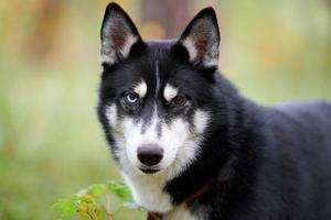 chien husky sibérien en collier marchant en plein air, portrait husky sibérien dans la nature photo