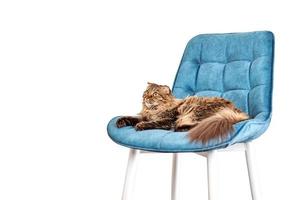 Joli chat highland scottish fold poil long allongé sur une chaise en velours bleu isolé sur fond blanc photo