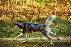 course de mushing de chiens de traîneau des terres arides, transport rapide de chiens de traîneau husky sibérien tirant avec un musher de chien photo