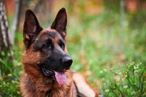 portrait de chien de berger allemand en plein air, chien de berger allemand allongé sur l'herbe verte qui sort la langue photo