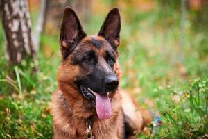 portrait de chien de berger allemand pour la promenade, chien de berger allemand allongé sur l'herbe verte qui sort la langue photo