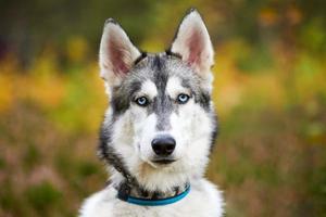 chien husky sibérien de race pure dans le collier marchant en plein air, sympathique portrait husky sibérien heureux photo