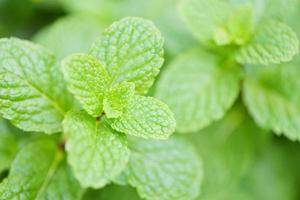 feuilles de menthe fraîche dans une nature verte herbes ou légumes nourriture - feuille de menthe poivrée dans le fond du jardin photo