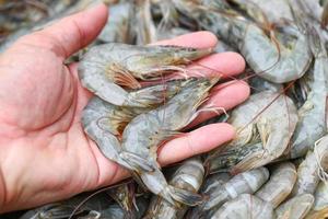 crevettes crues sur le lavage à la main des crevettes sur fond de crevettes bol, crevettes fraîches pour la cuisson des fruits de mer dans la cuisine photo