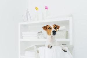 photo intérieure d'un chien de race dans un panier à linge avec des draps blancs dans la salle de bain, une console avec des serviettes pliées, du fer et des détergents en arrière-plan