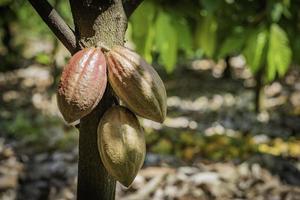 cacaoyer avec cabosses de cacao dans une ferme biologique. photo