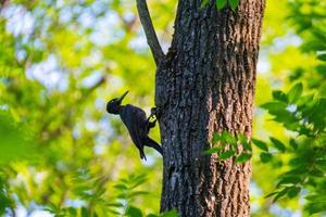 le pic noir ou dryocopus martius sur l'arbre