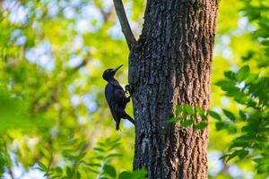 le pic noir ou dryocopus martius sur l'arbre