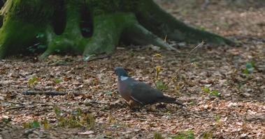Pigeon ramier commun ou Columba palumbus dans la forêt photo
