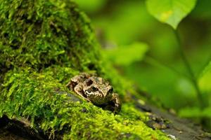 gros plan de grenouille dans la forêt photo