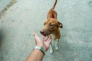 portrait d'un petit chien brun à l'extérieur dans un quartier avec une personne assise à proximité photo