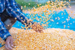 les mains des agriculteurs collectent des semences de maïs. photo