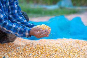 les mains des agriculteurs collectent des semences de maïs. photo
