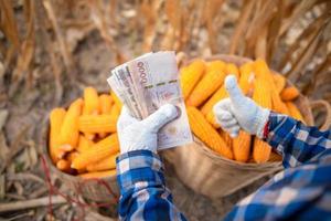 les producteurs de maïs détiennent des billets thaïlandais. la notion de bénéfices du commerce. photo