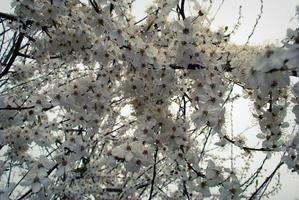 belles fleurs de sakura, fleur de cerisier photo