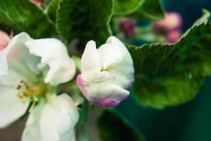 belles fleurs fraîches du pommier. photo