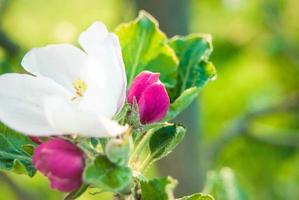 belles fleurs de pomme rose, fond de printemps. photo