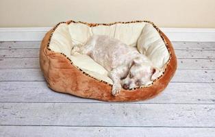 chien dormant dans un lit pour animaux de compagnie photo