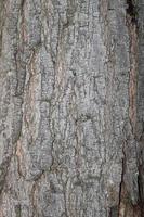 Fond de texture d'écorce d'arbre sec - image photo