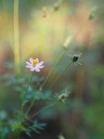 fleur rose cosmos caudatus, cosmos sauvage, ulam raja, roi de salade fraîche fleurissant dans le jardin feuilles vertes fond de nourriture végétale photo