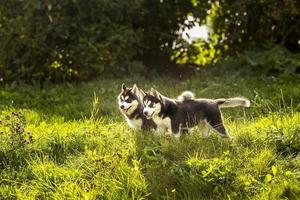 deux chiot husky debout dans l'herbe photo