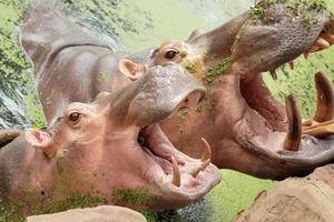 portrait d'hippopotame dans la nature photo
