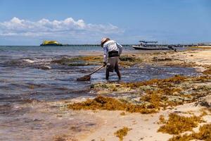 travailleur fatigué ramassant des algues sargasses sur la plage