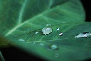 gouttes d'eau arrondies sur les feuilles de taro photo