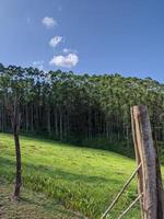 paysage, nature dans les collines et les arbres photo