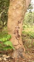 vieille écorce d'arbre qui se décolle dans la forêt. photo