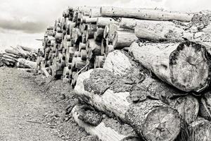 belle vue sur la pile de bois d'épicéa scié photo