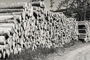 photo en niveaux de gris d'une belle vue sur la pile d'épinettes sciées