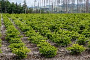 plantation de petits sapins de noel photo