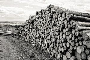 photo en niveaux de gris d'une belle vue sur la pile d'épinettes sciées