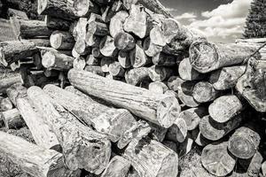 belle vue sur la pile de bois d'épicéa scié photo