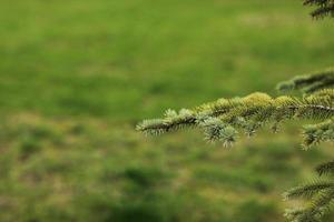 branche d'épicéa. belle branche d'épicéa avec des aiguilles. arbre de noël dans la nature. épicéa vert. épicéa de près. photo