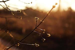 feuilles vertes fraîches qui poussent sur un arbre au printemps conceptuel des saisons en gros plan sur un fond extérieur flou avec espace de copie. mise au point sélective. le coucher du soleil photo